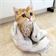 Dear cats