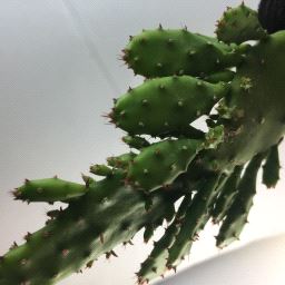 Cactus123